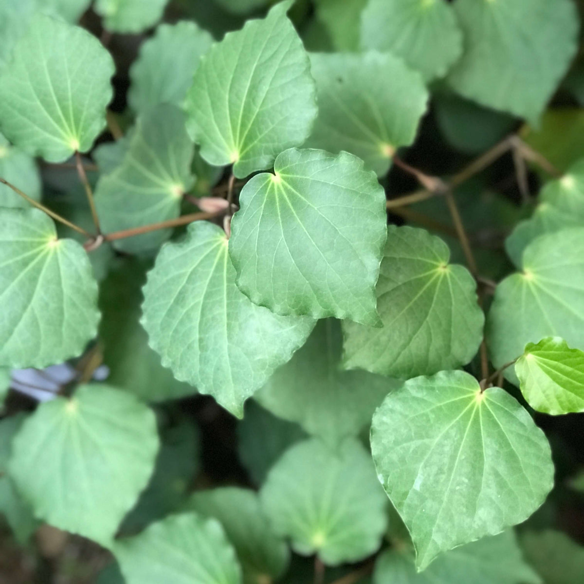 Close-up of kawakawa leaves, showcasing their vibrant green color for natural skincare benefits.