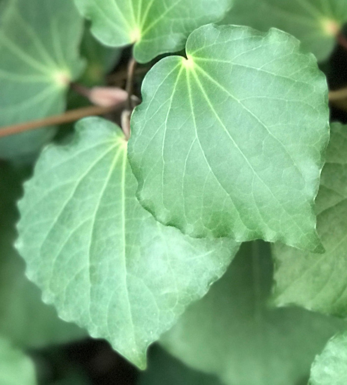 Kawakawa Traditional Uses for Everyday Care