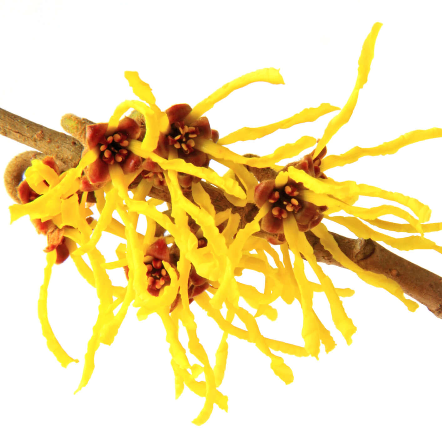 Alcohol Free Witch Hazel Extract